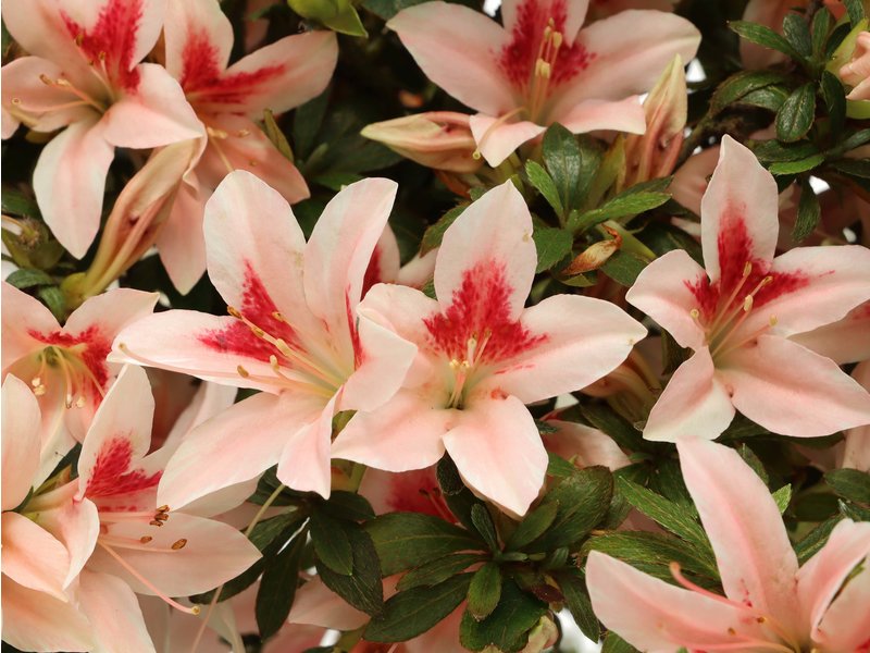 Rhododendron indicum Benituru, 32 cm, ± 35 Jahre alt, mit weißen und rosa mehrfarbigen Blüten
