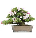 Rhododendron indicum Isyo-No-Haru, 37 cm, ± 40 jaar oud, met witte en paarse veelkleurige bloemen