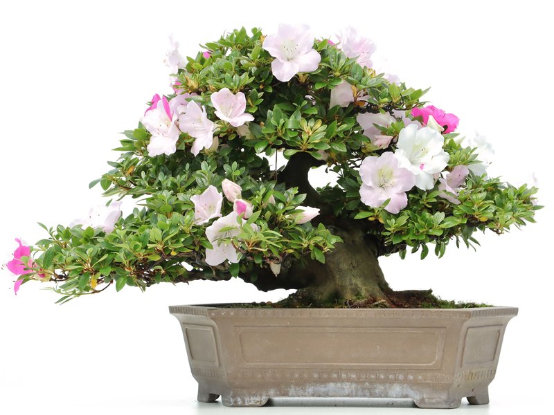 Rhododendron indicum Isyo-No-Haru, 37 cm, ± 40 jaar oud, met witte en paarse veelkleurige bloemen
