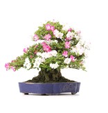 Rhododendron indicum Kagetu, 46 cm, ± 40 jaar oud, met witte en roze veelkleurige bloemen