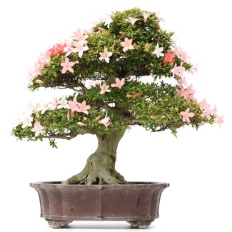 Rhododendron indicum Nikko, 58 cm, ± 40 Jahre alt