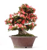 Rhododendron indicum Nusyo-No-Hikari, 47 cm, ± 40 Jahre alt, mit hell- und dunkelrosa bunten Blüten