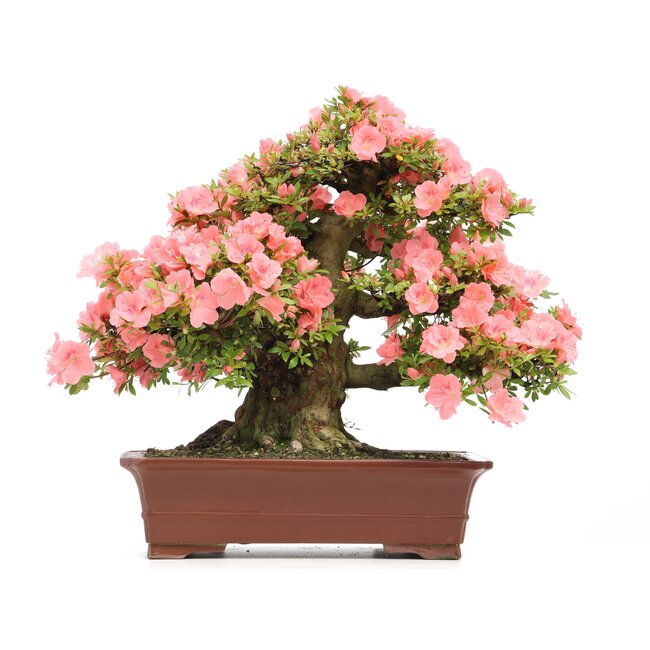 Rhododendron indicum Wakaebisu, 57 cm, ± 40 anni, con fiori rosa