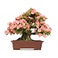 Rhododendron indicum Wakaebisu, 57 cm, ± 40 ans, à fleurs roses