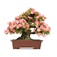 Rhododendron indicum Wakaebisu, 57 cm, ± 40 jaar oud, met roze bloemen