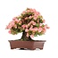 Rhododendron indicum Wakaebisu, 57 cm, ± 40 anni, con fiori rosa