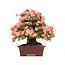 Rhododendron indicum Wakaebisu, 57 cm, ± 40 ans, à fleurs roses