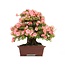 Rhododendron indicum Wakaebisu, 57 cm, ± 40 years old, with pink flowers