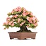 Rhododendron indicum Wakaebisu, 57 cm, ± 40 ans, à fleurs roses