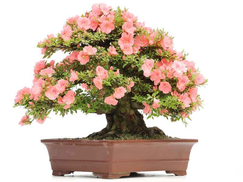 Rhododendron indicum Wakaebisu, 57 cm, ± 40 Jahre alt, mit rosa Blüten