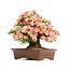 Rhododendron indicum Wakaebisu, 57 cm, ± 40 ans, à fleurs roses