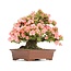 Rhododendron indicum Wakaebisu, 57 cm, ± 40 ans, à fleurs roses