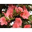 Rhododendron indicum Wakaebisu, 57 cm, ± 40 ans, à fleurs roses