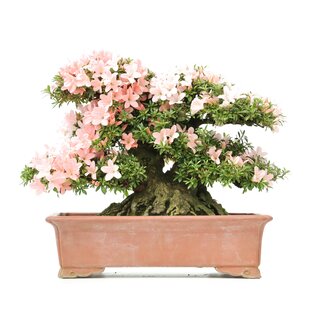 Rhododendron indicum Nikko, 43 cm, ± 40 Jahre alt