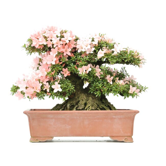 Rhododendron indicum Nikko, 43 cm, ± 40 jaar oud, met roze bloemen