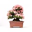 Rhododendron indicum Nikko, 43 cm, ± 40 jaar oud, met roze bloemen