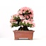 Rhododendron indicum Nikko, 43 cm, ± 40 Jahre alt, mit rosa Blüten