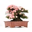 Rhododendron indicum Nikko, 43 cm, ± 40 Jahre alt, mit rosa Blüten