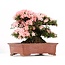 Rhododendron indicum Nikko, 43 cm, ± 40 years old, with pink flowers
