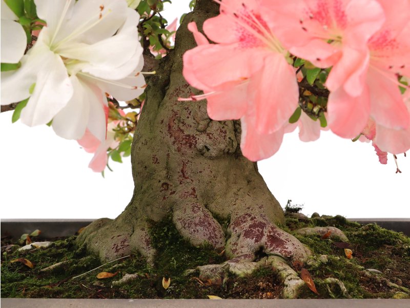 Rhododendron indicum Yama-No-Hikari, 60 cm, ± 35 jaar oud, met witte en roze veelkleurige bloemen