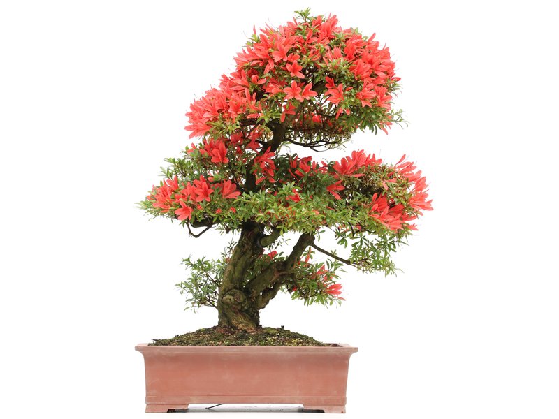 Rhododendron indicum Sangosai, 66 cm, ± 40 jaar oud, met rode bloemen in een pot met een barst