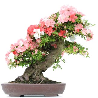 Rhododendron indicum Yama-No-Hikari, 64 cm, ± 30 years old