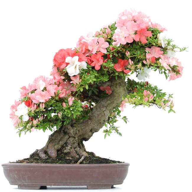 Rhododendron indicum Yama-No-Hikari, 64 cm, ± 30 anni, con fiori multicolori bianchi e rosa