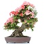 Rhododendron indicum Yama-No-Hikari, 64 cm, ± 30 anni, con fiori multicolori bianchi e rosa