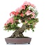 Rhododendron indicum Yama-No-Hikari, 64 cm, ± 30 jaar oud, met witte en roze veelkleurige bloemen