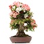 Rhododendron indicum Yama-No-Hikari, 64 cm, ± 30 anni, con fiori multicolori bianchi e rosa