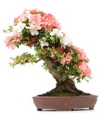 Rhododendron indicum Yama-No-Hikari, 64 cm, ± 30 jaar oud, met witte en roze veelkleurige bloemen