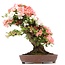 Rhododendron indicum Yama-No-Hikari, 64 cm, ± 30 anni, con fiori multicolori bianchi e rosa