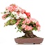 Rhododendron indicum Yama-No-Hikari, 64 cm, ± 30 anni, con fiori multicolori bianchi e rosa