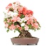 Rhododendron indicum Yama-No-Hikari, 64 cm, ± 30 anni, con fiori multicolori bianchi e rosa