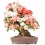 Rhododendron indicum Yama-No-Hikari, 64 cm, ± 30 years old, with white and pink multicolor flowers