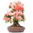 Rhododendron indicum Yama-No-Hikari, 64 cm, ± 30 anni, con fiori multicolori bianchi e rosa