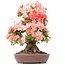 Rhododendron indicum Yama-No-Hikari, 64 cm, ± 30 Jahre alt, mit weißen und rosa mehrfarbigen Blüten