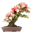 Rhododendron indicum Yama-No-Hikari, 64 cm, ± 30 anni, con fiori multicolori bianchi e rosa