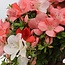 Rhododendron indicum Yama-No-Hikari, 64 cm, ± 30 anni, con fiori multicolori bianchi e rosa