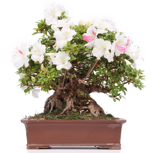 Rhododendron indicum Kaho , 34 cm, ± 35 jaar oud, met witte veelkleurige bloemen