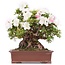 Rhododendron indicum Kaho , 34 cm, ± 35 anni, con fiori multicolori bianchi