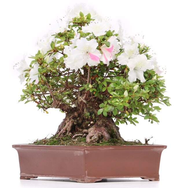 Rhododendron indicum Kaho , 34 cm, ± 35 jaar oud, met witte veelkleurige bloemen