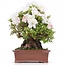 Rhododendron indicum Kaho , 34 cm, ± 35 jaar oud, met witte veelkleurige bloemen