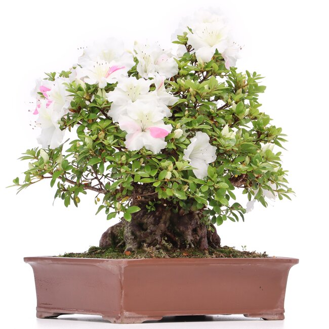 Rhododendron indicum Kaho , 34 cm, ± 35 ans, à fleurs blanches multicolores