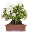 Rhododendron indicum Kaho , 34 cm, ± 35 jaar oud, met witte veelkleurige bloemen