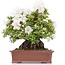 Rhododendron indicum Kaho , 34 cm, ± 35 years old, with white multicolor flowers
