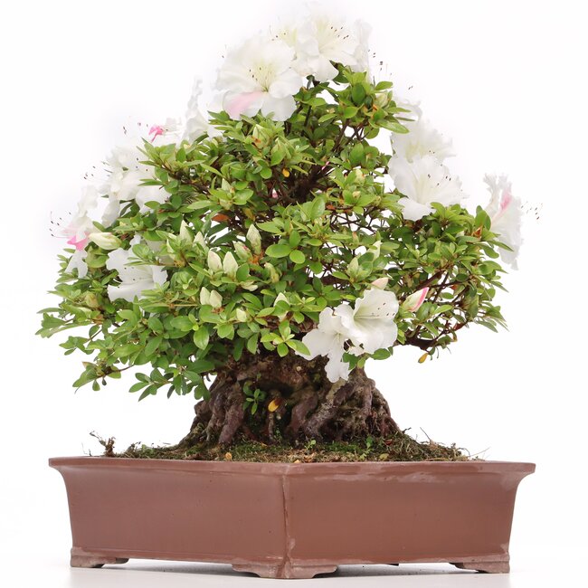 Rhododendron indicum Kaho, 34 cm, ± 35 años, con flores blancas multicolores