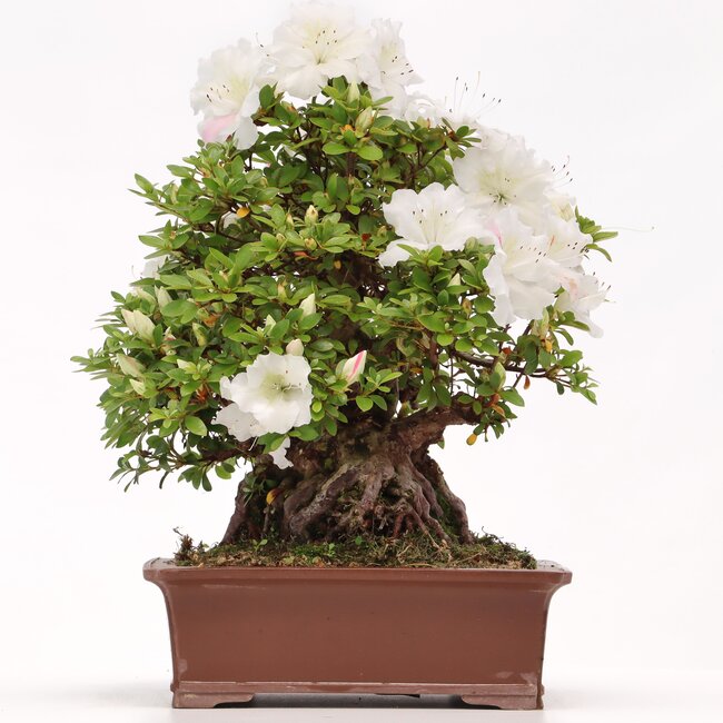 Rhododendron indicum Kaho , 34 cm, ± 35 years old, with white multicolor flowers