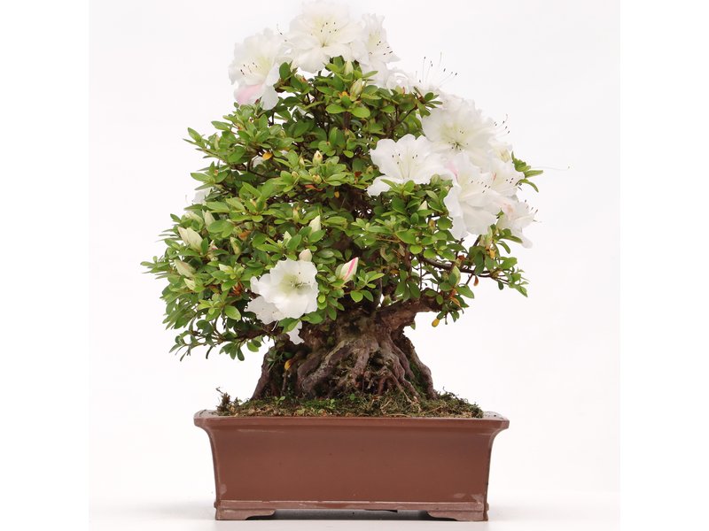 Rhododendron indicum Kaho , 34 cm, ± 35 Jahre alt, mit weißen mehrfarbigen Blüten