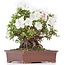 Rhododendron indicum Kaho , 34 cm, ± 35 jaar oud, met witte veelkleurige bloemen